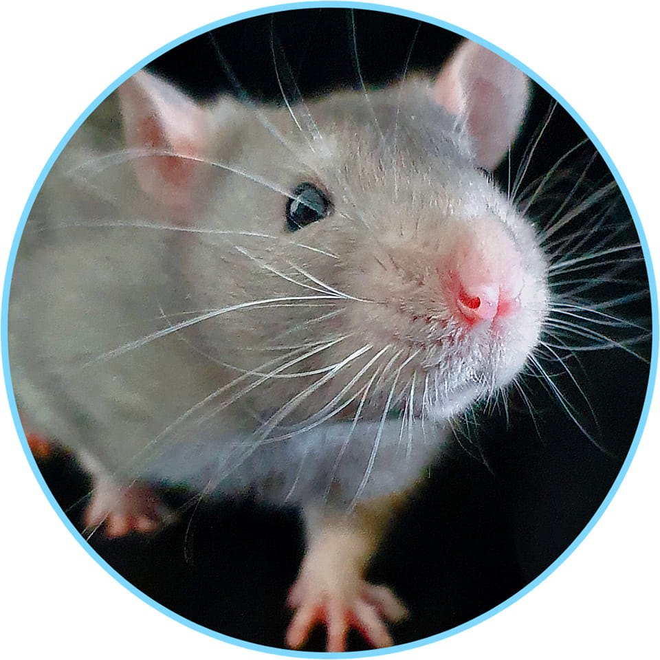 Bay Blue Rattery | Perth WA