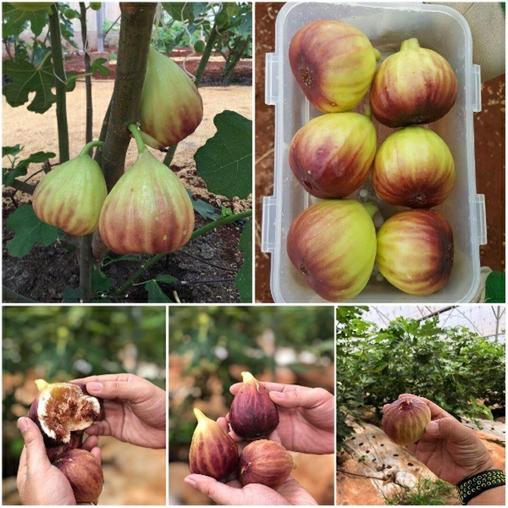 Nhà Vườn Vân Anh
