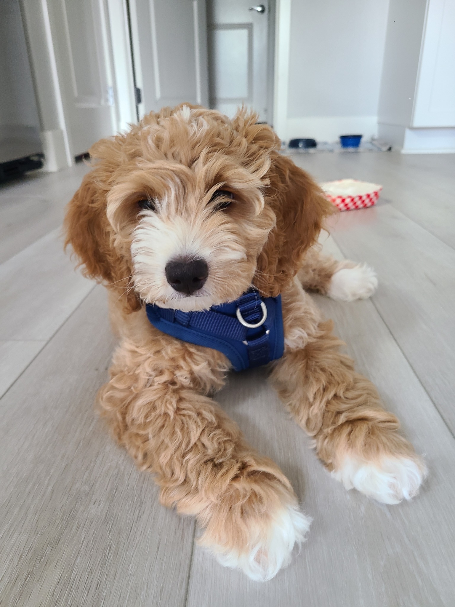 Cockapoo Owners | Wonder if someone can help. | Facebook