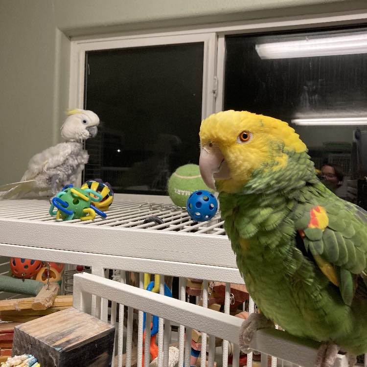 Photo inspiration: Abq Parrot Boarding Photo Inspiration