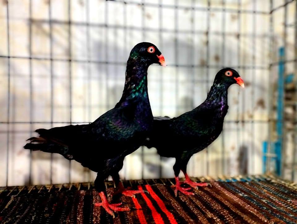 CM H. Rasel's Pigeons JSR BD | Jessore
