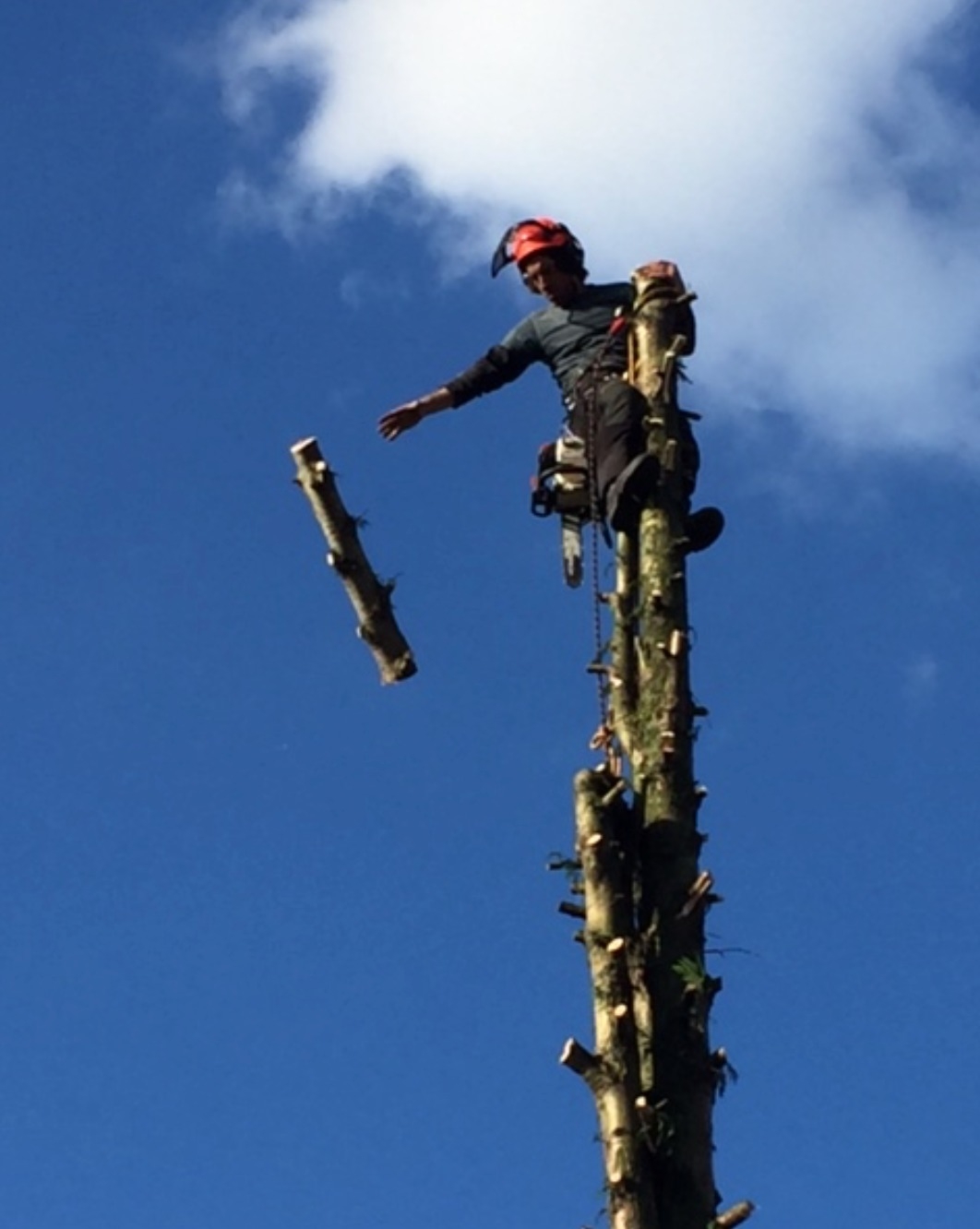 Embark Treecare | Cardiff