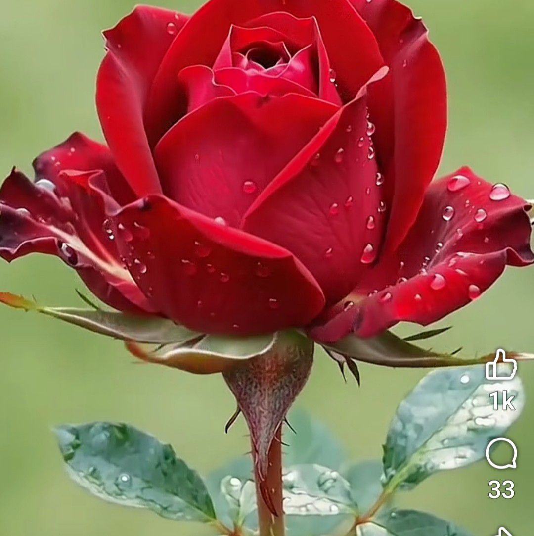 NFC Fast Food & Briyani | Dhaka