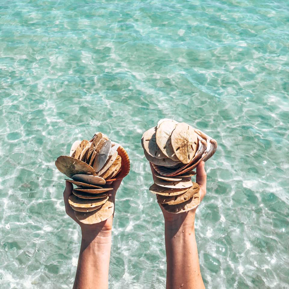 Let’s go shelling 🤍🐚 Lots of common finds, still lots of fun! Which ...