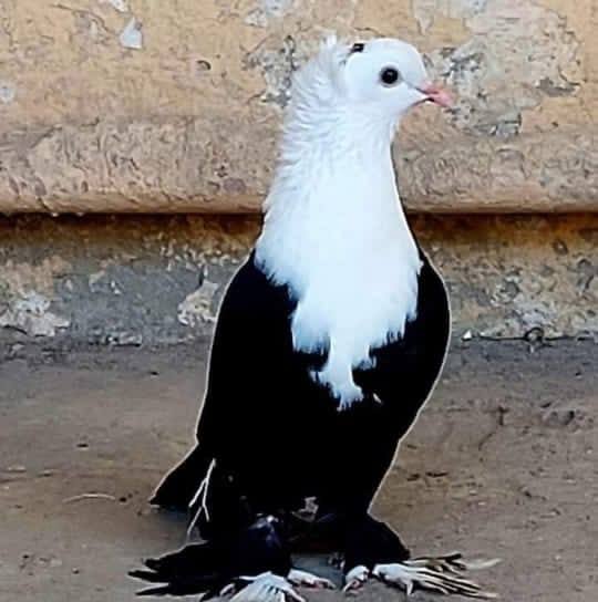 Rasheed bhai