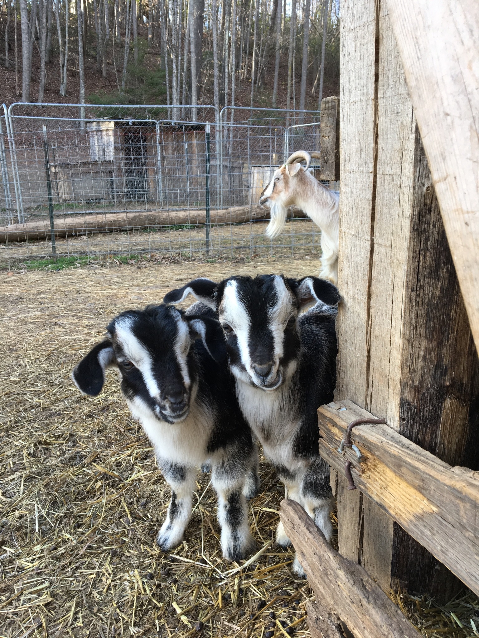 Bingham Family Farm | Green Mountain NC