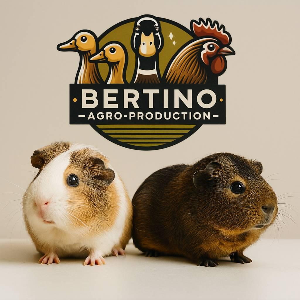 Bertino-Agro-Production