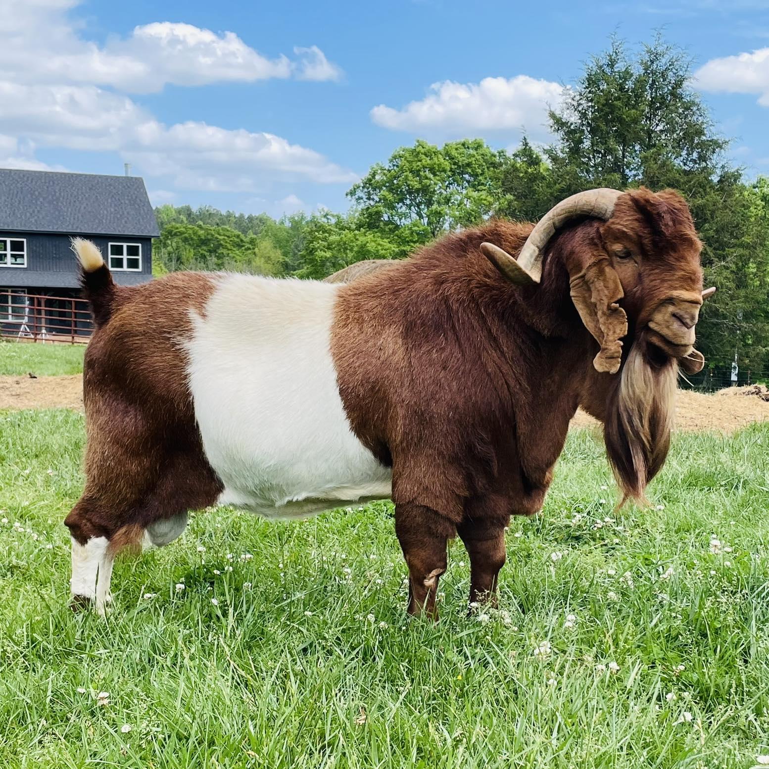 Heavenly Heritage Boer Farm