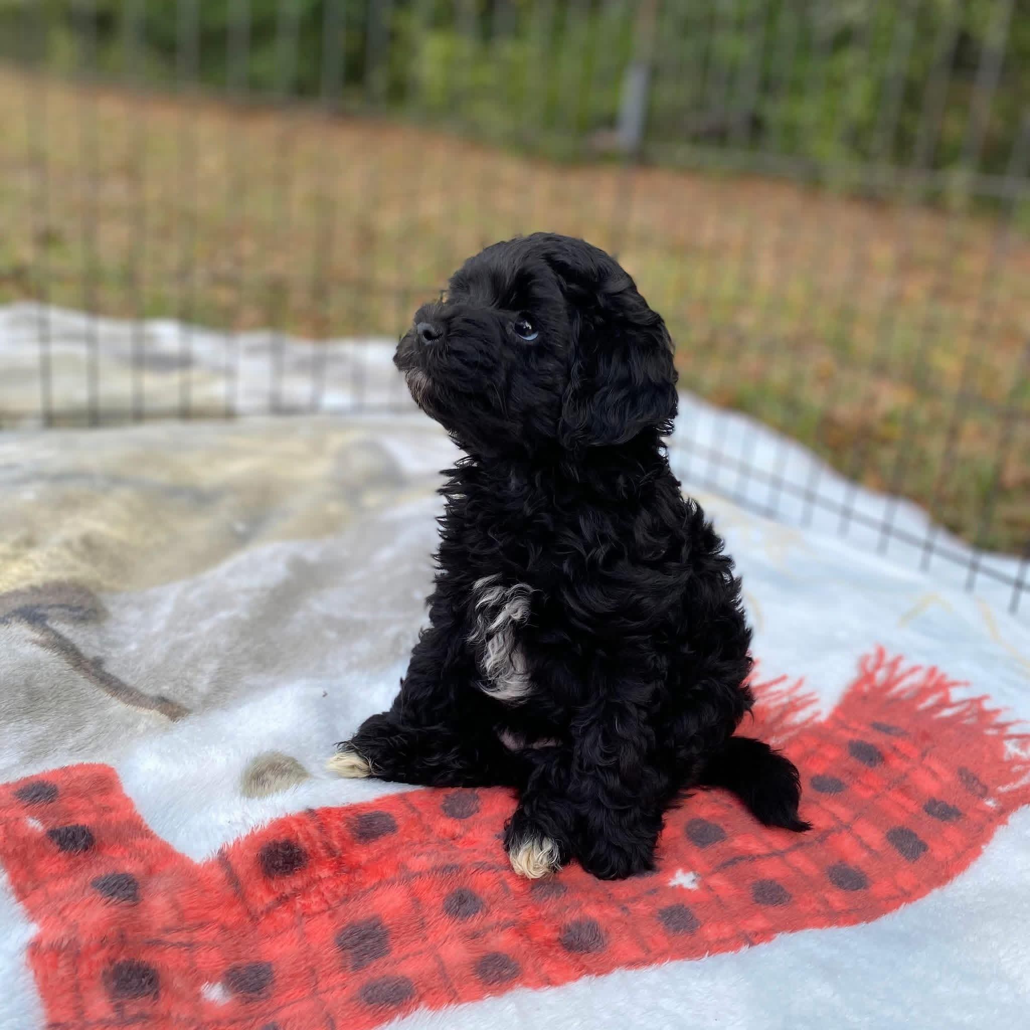 MINIATURE AUSSIEDOODLES Available….Live Oak Fl 🩵 🩷 | Michelle’s ...