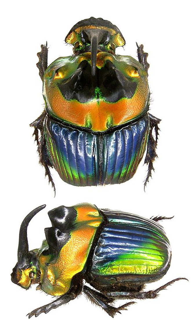 Insectes et petites bêtes | Je n’en avais jamais vue, comme celle-ci ...