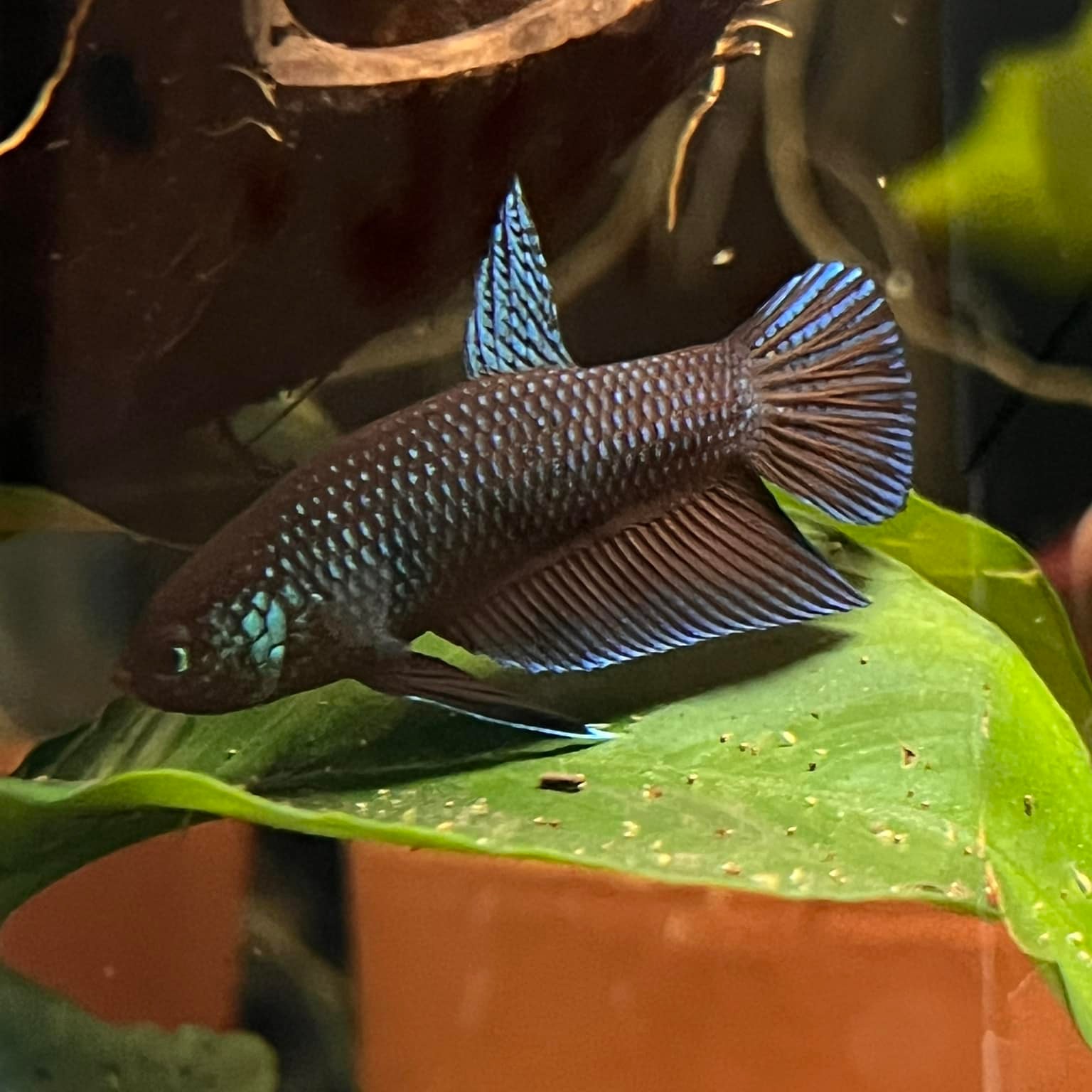 Mo Betta Bettas | Anderson SC