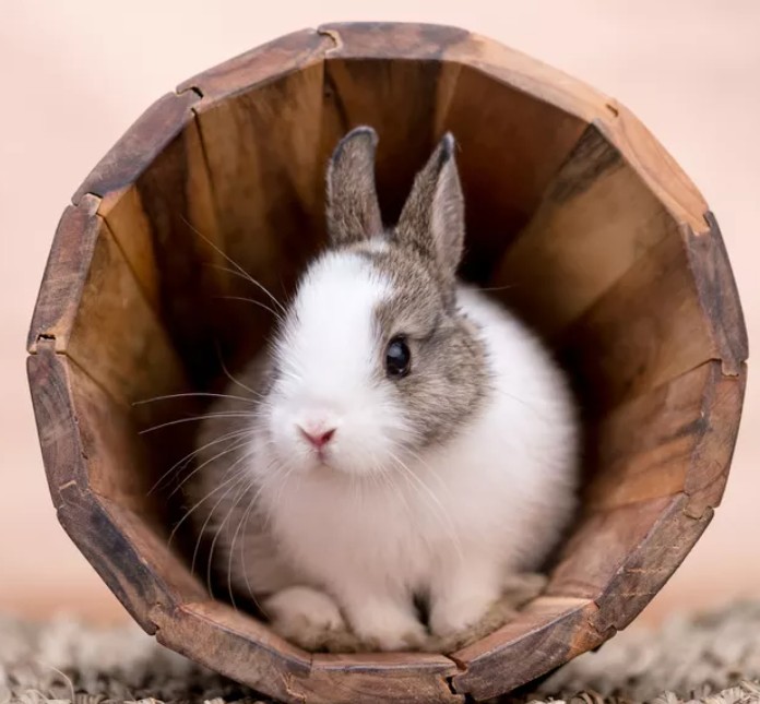 Teresa Rabbit Meat Association | Teresa