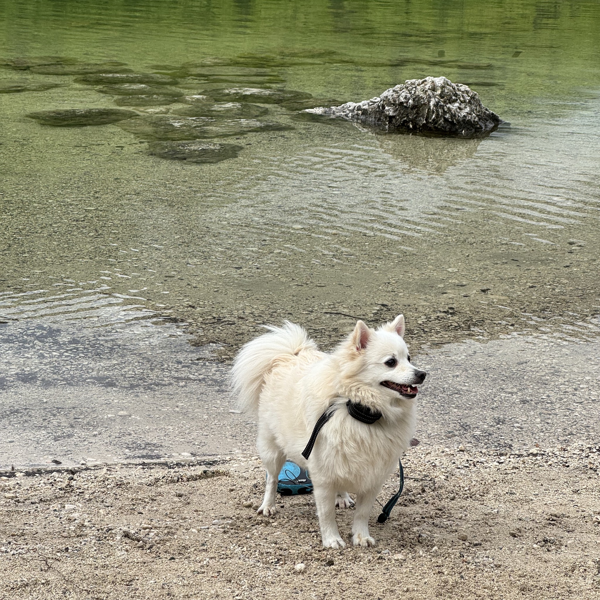 Anycubic - Owners Forum | My s1 is saying offline but it is connected ...