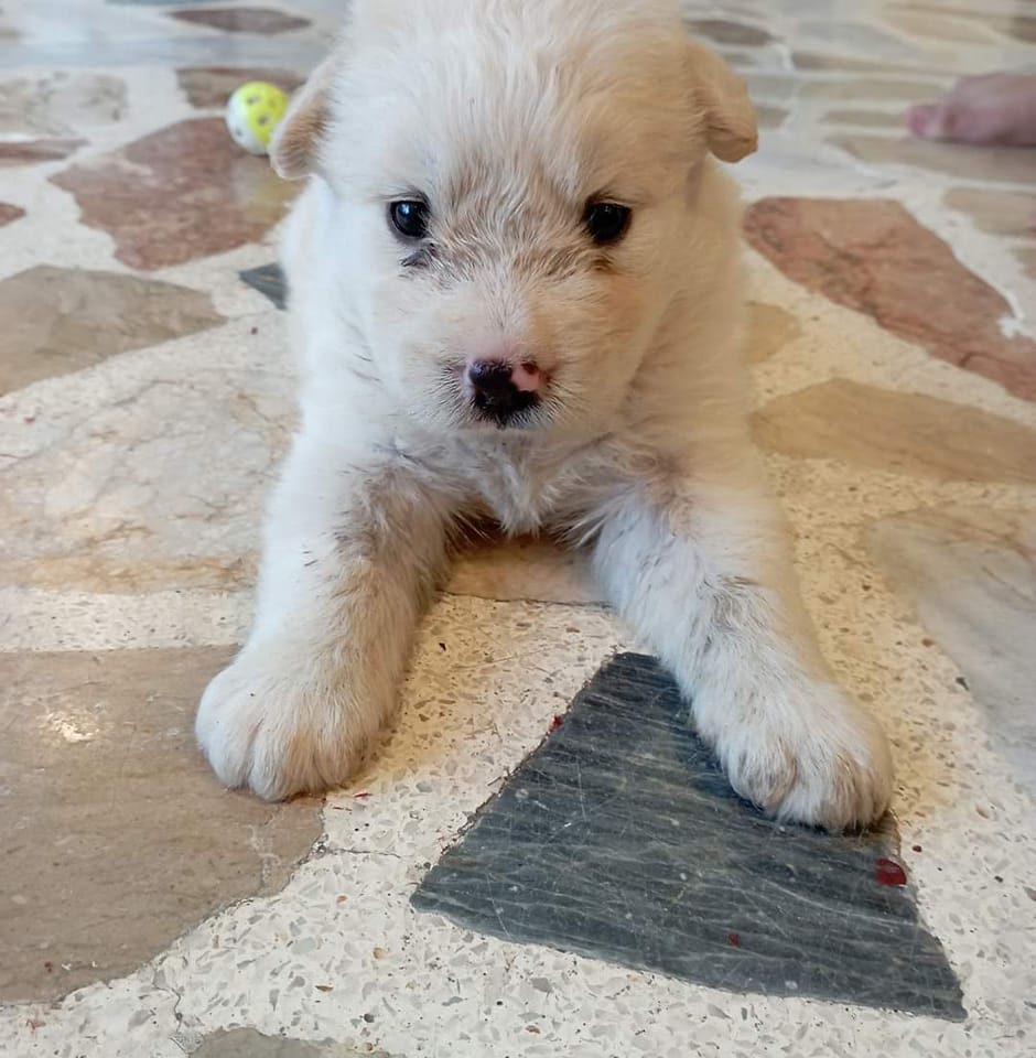 BF Homes - Paranaque Dog Owners | Evening po. Baka meron po kayo ...
