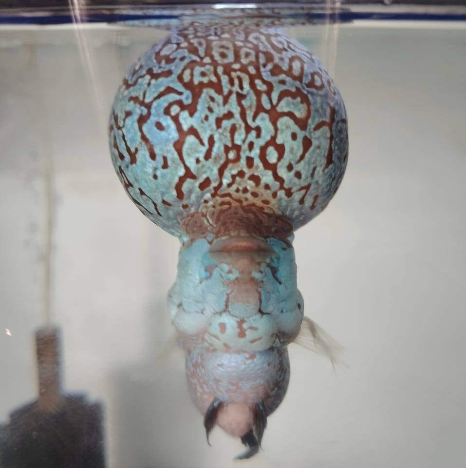 Flowerhorn Tambayan