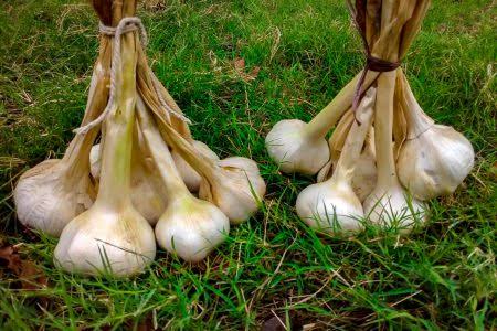 G1 garlic Layyah