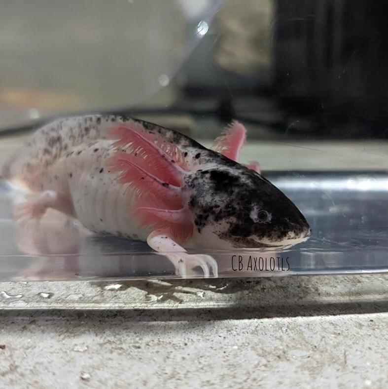 Axolotl Care | This is my new axolotl, I think he's a copper | Facebook