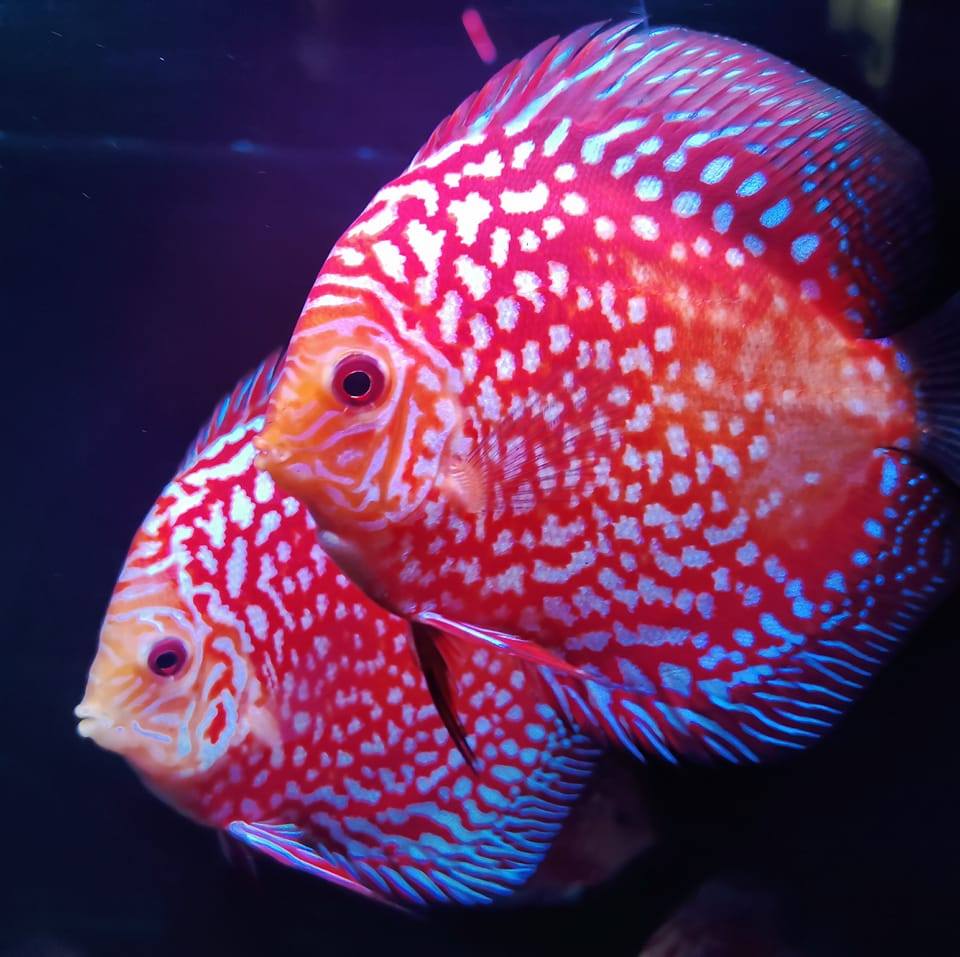 Wasantha Aquarium
