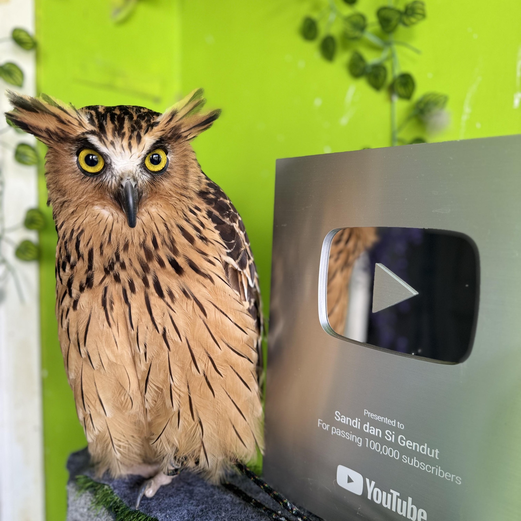 Sandi dan si gendut - owl