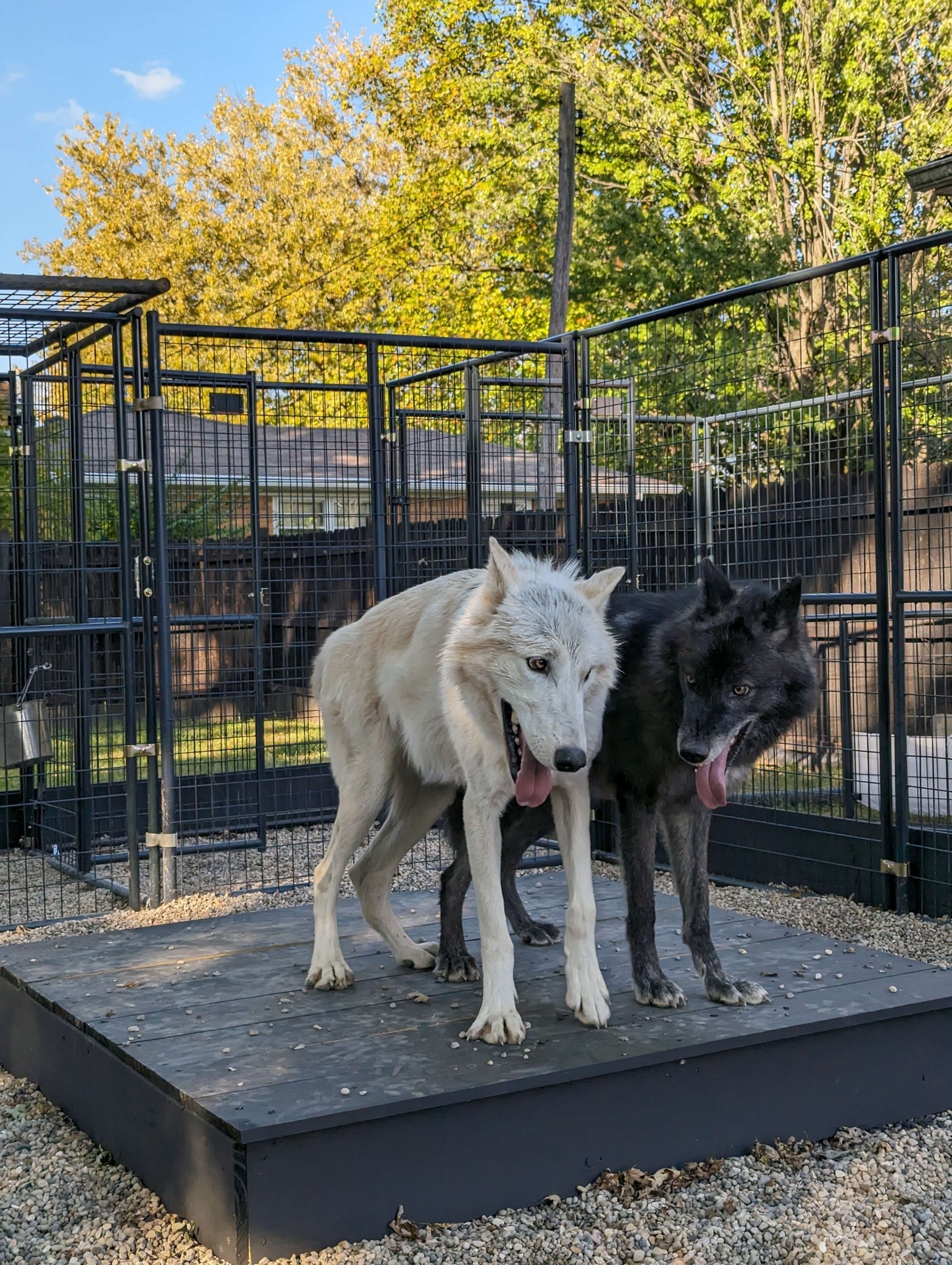 Red... - Red Riding Hood Rescue Project - a wolfdog rescue