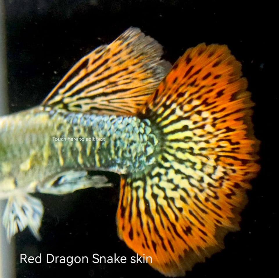 TWC Tropical fish Collections | Antipolo