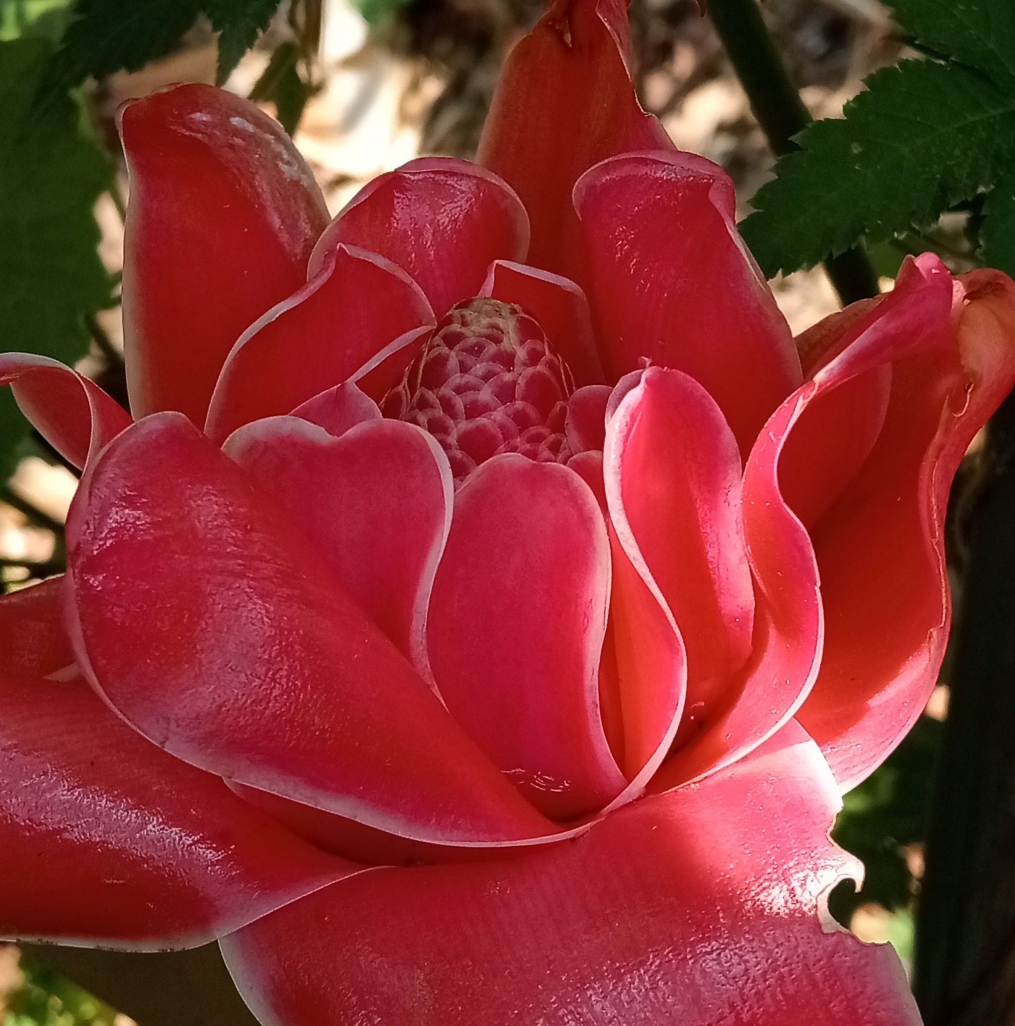 Good morning, beautiful flowers for you and I pray that your # ...