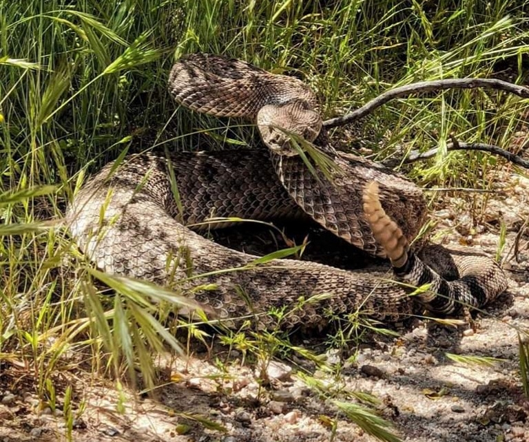Rattlesnake Avoidance