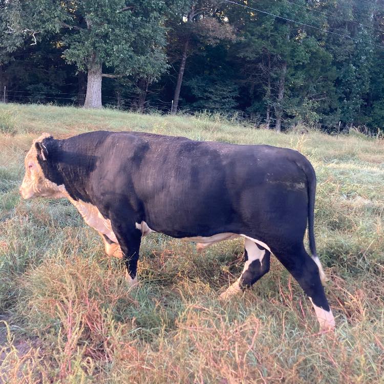 S&L Ranch | Cave City AR