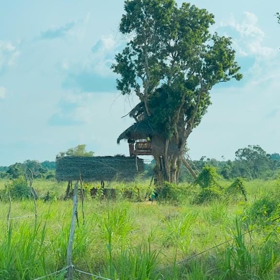 USHA TREE HOUSE | Habarana