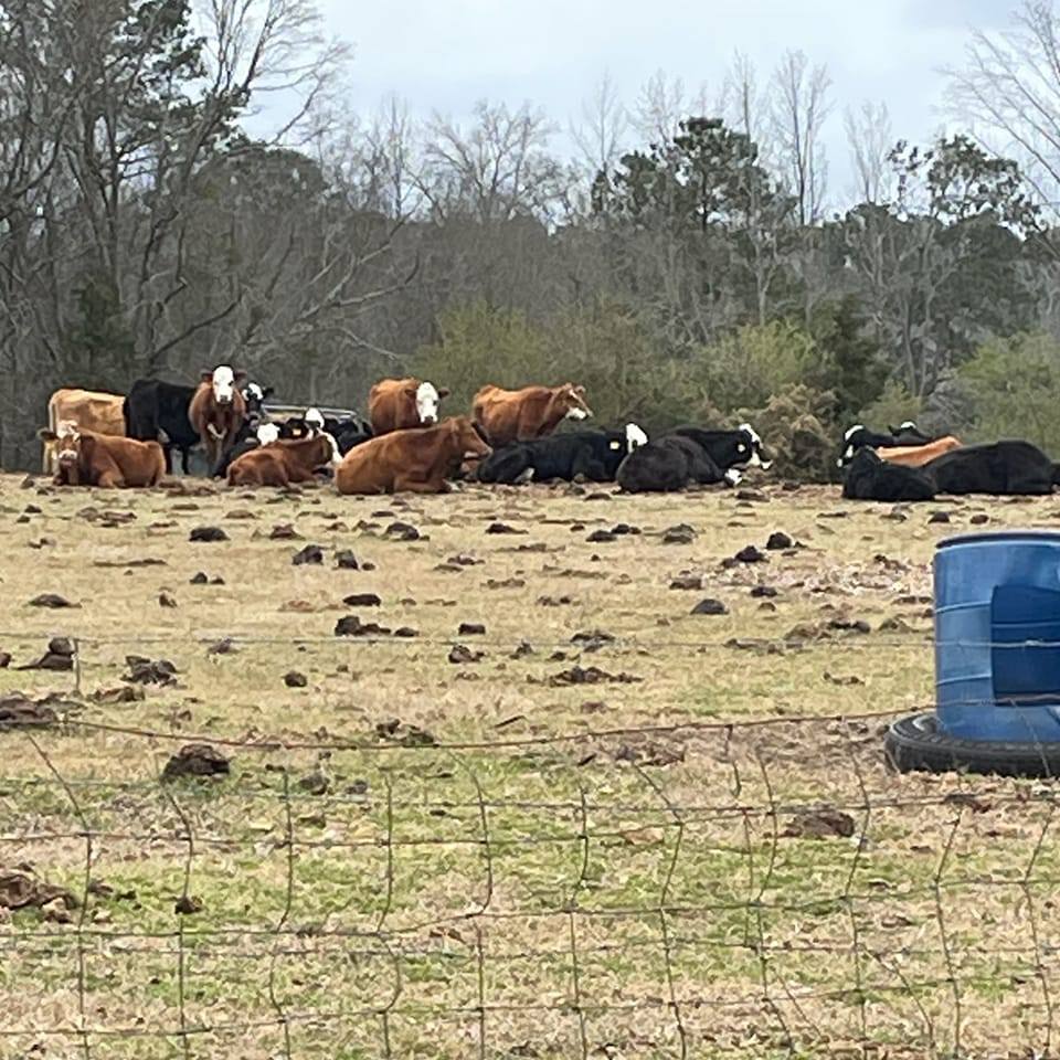 Early Morning Ranch, W. Keith Crawford | Morven NC