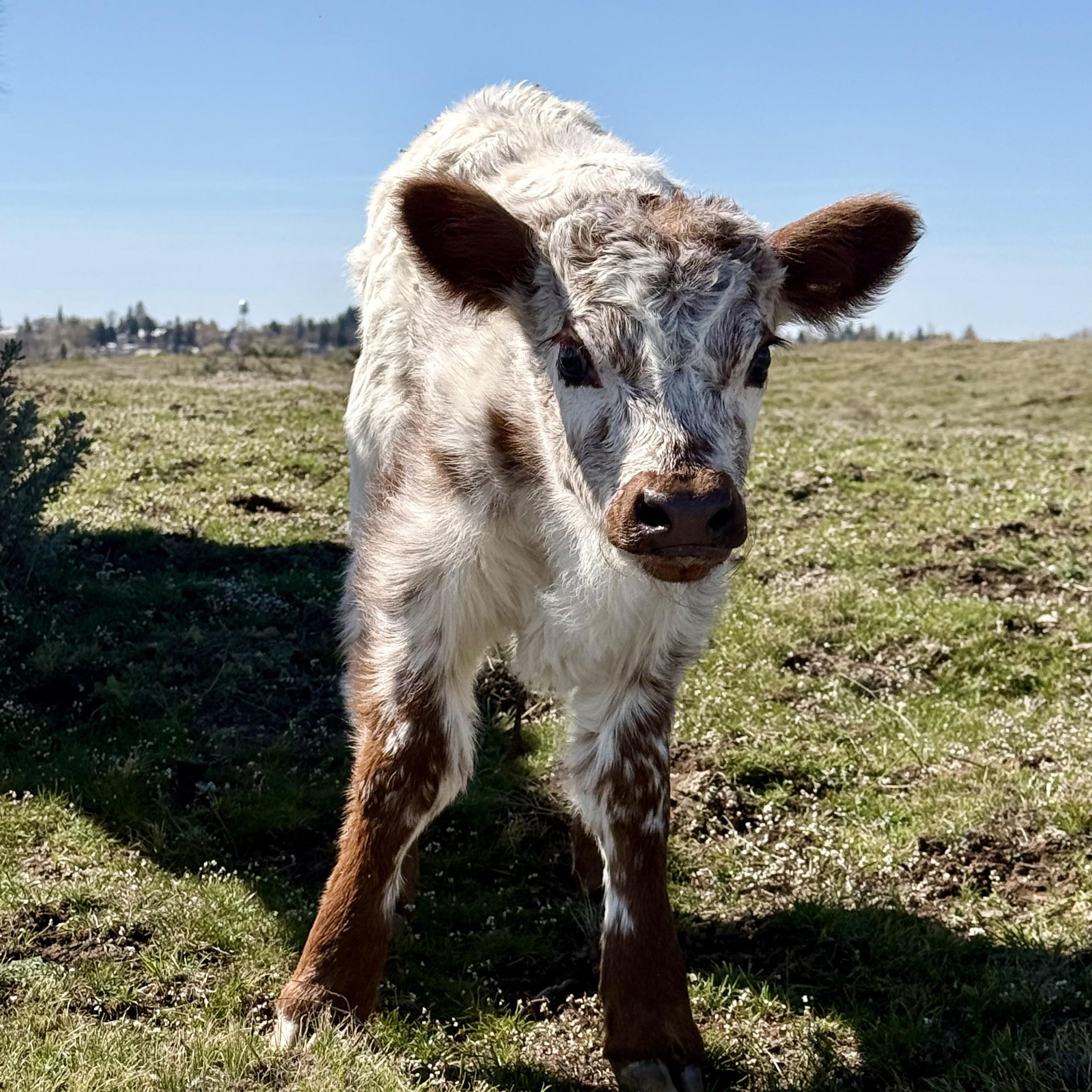 Farm & Homestead Pages - Follow and Engage | As we move into fall, it’s ...