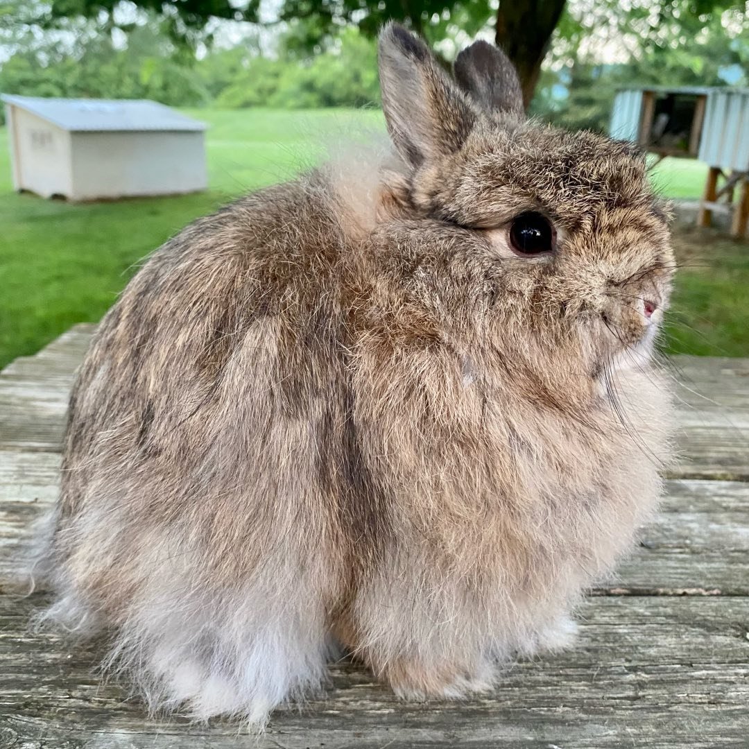 RABBITS IN PA | Facebook