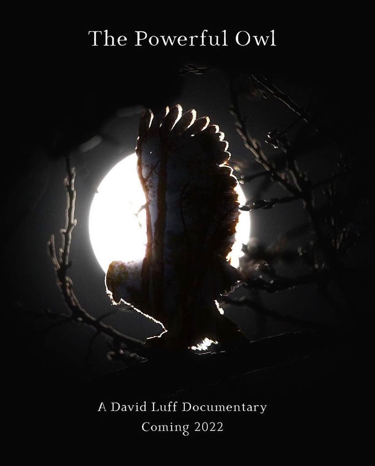 The Powerful Owl - Documentary