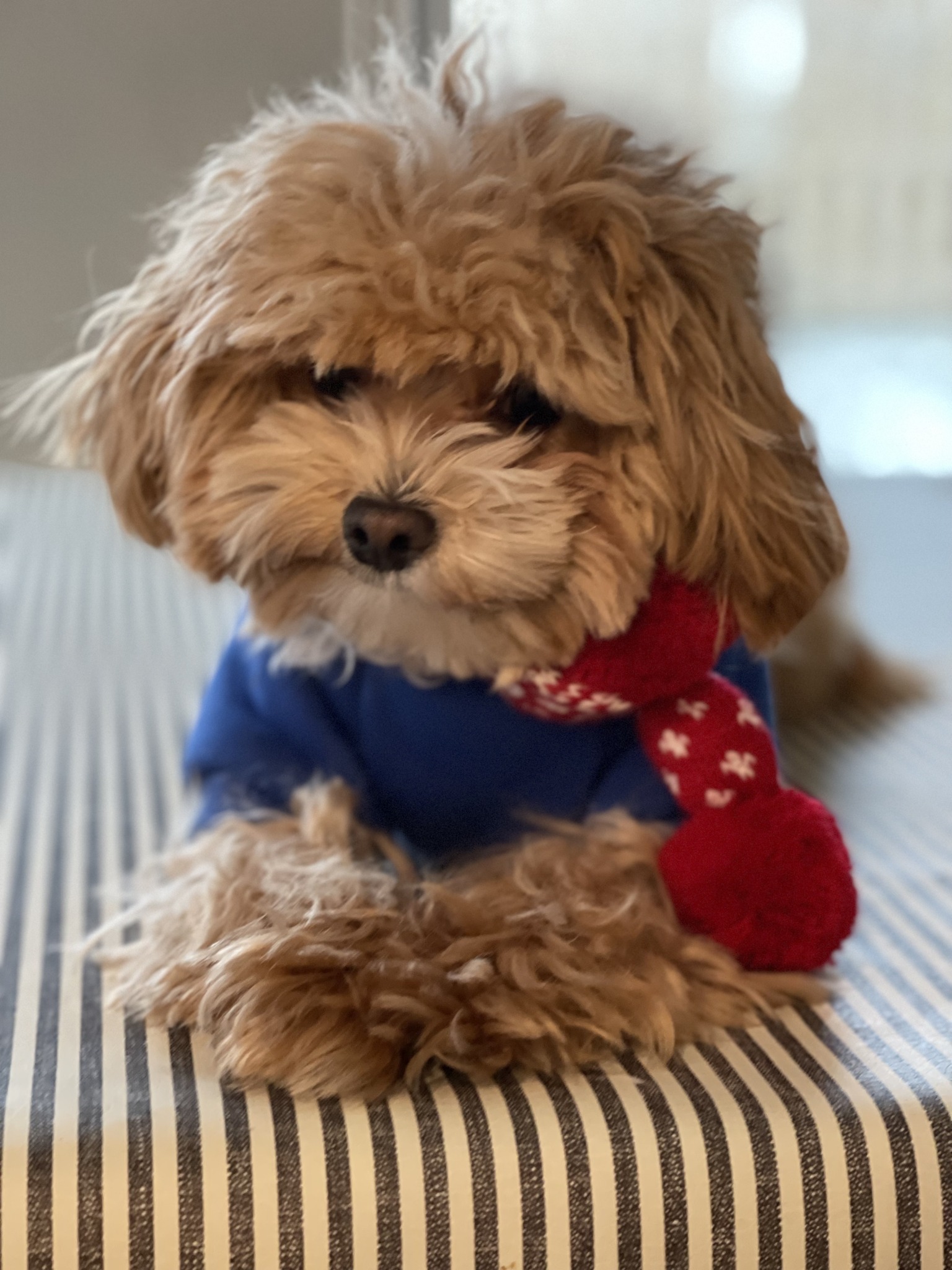 His boss only weighs 9 pounds. 😂 ️ #dog #meme #maltipoo #doghumor # ...