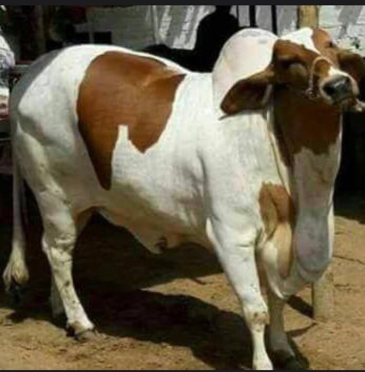 Faheem Cattle Farm | Karachi