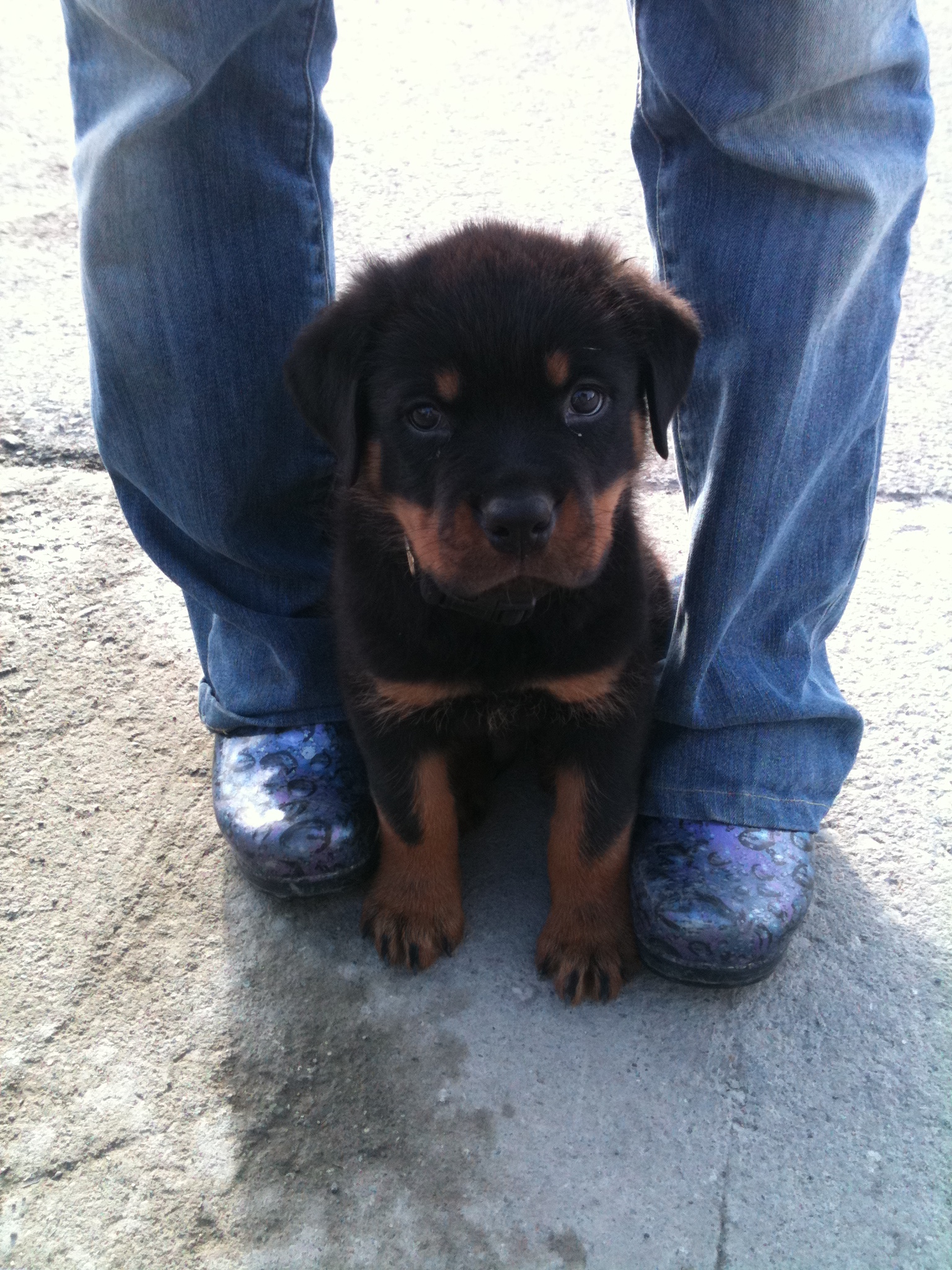 Big Rotts of Alaska | Wasilla AK