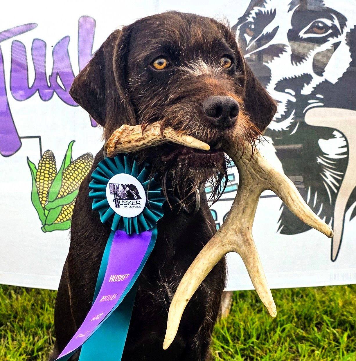 Training the versatile hunting dog | I’m curious, what are some of the ...