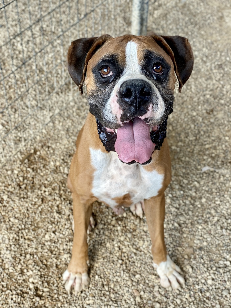 Austin Boxer Rescue Online Auction