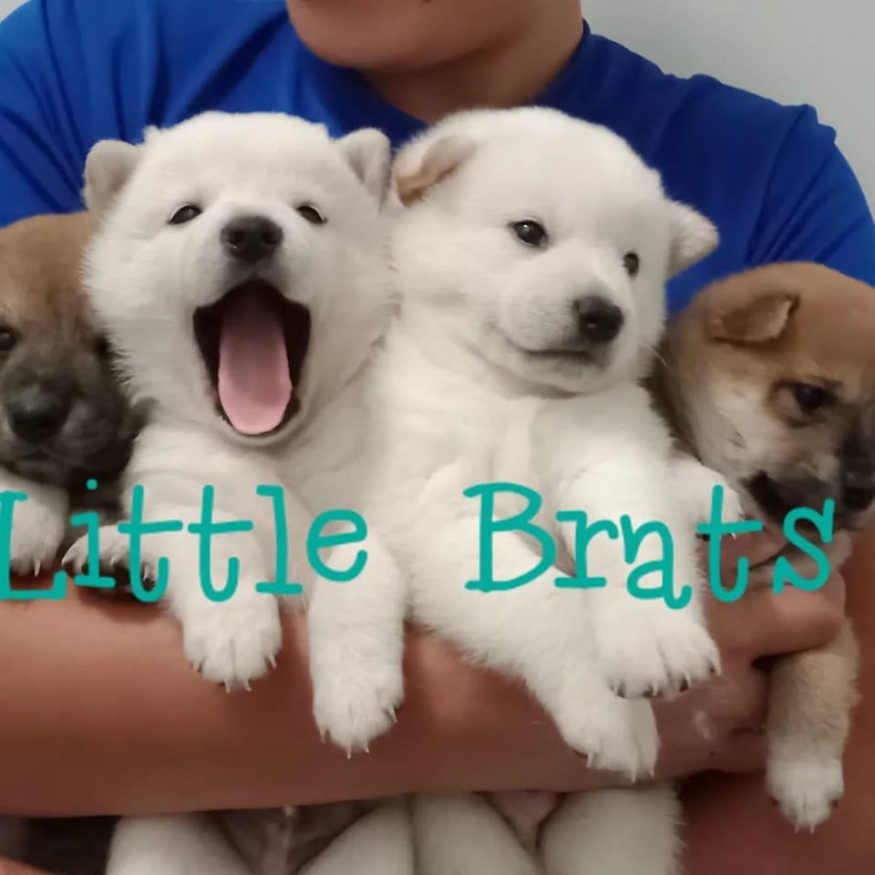 Colorado Little Brats Shiba Inu Puppies