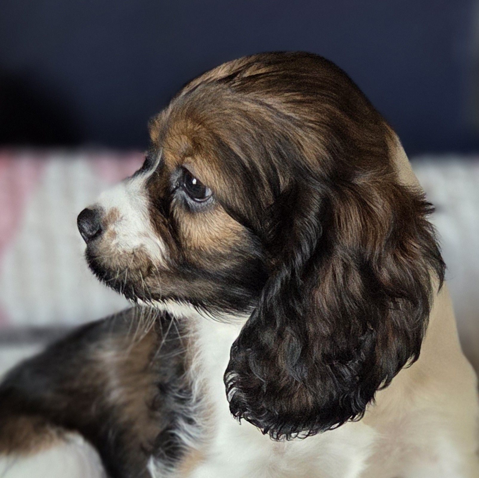 Rocking RK Cocker Spaniels of Texas | Poteet TX
