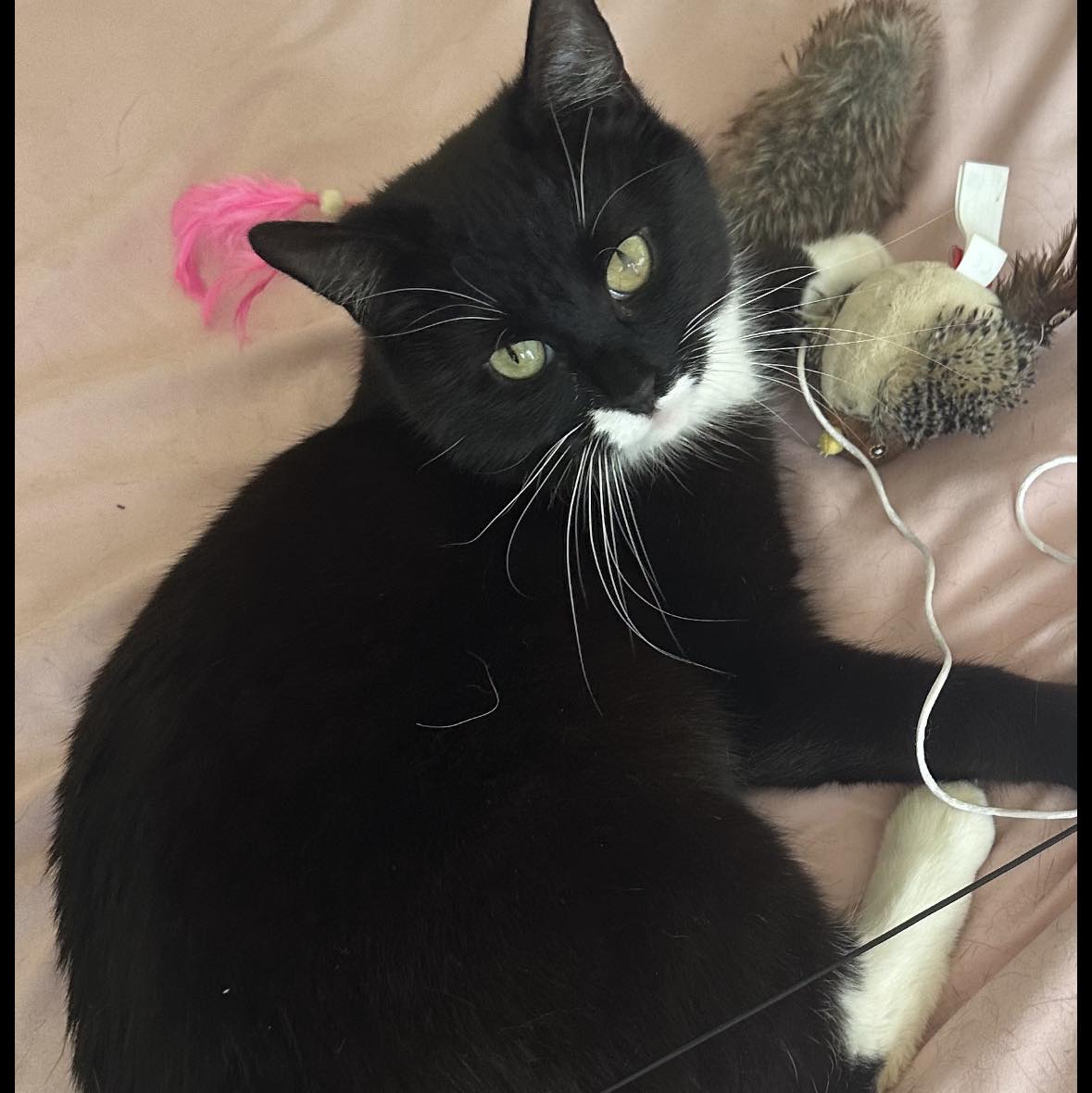 Rochdale Borough Noticeboard | Hi can anyone recommend any good pet ...