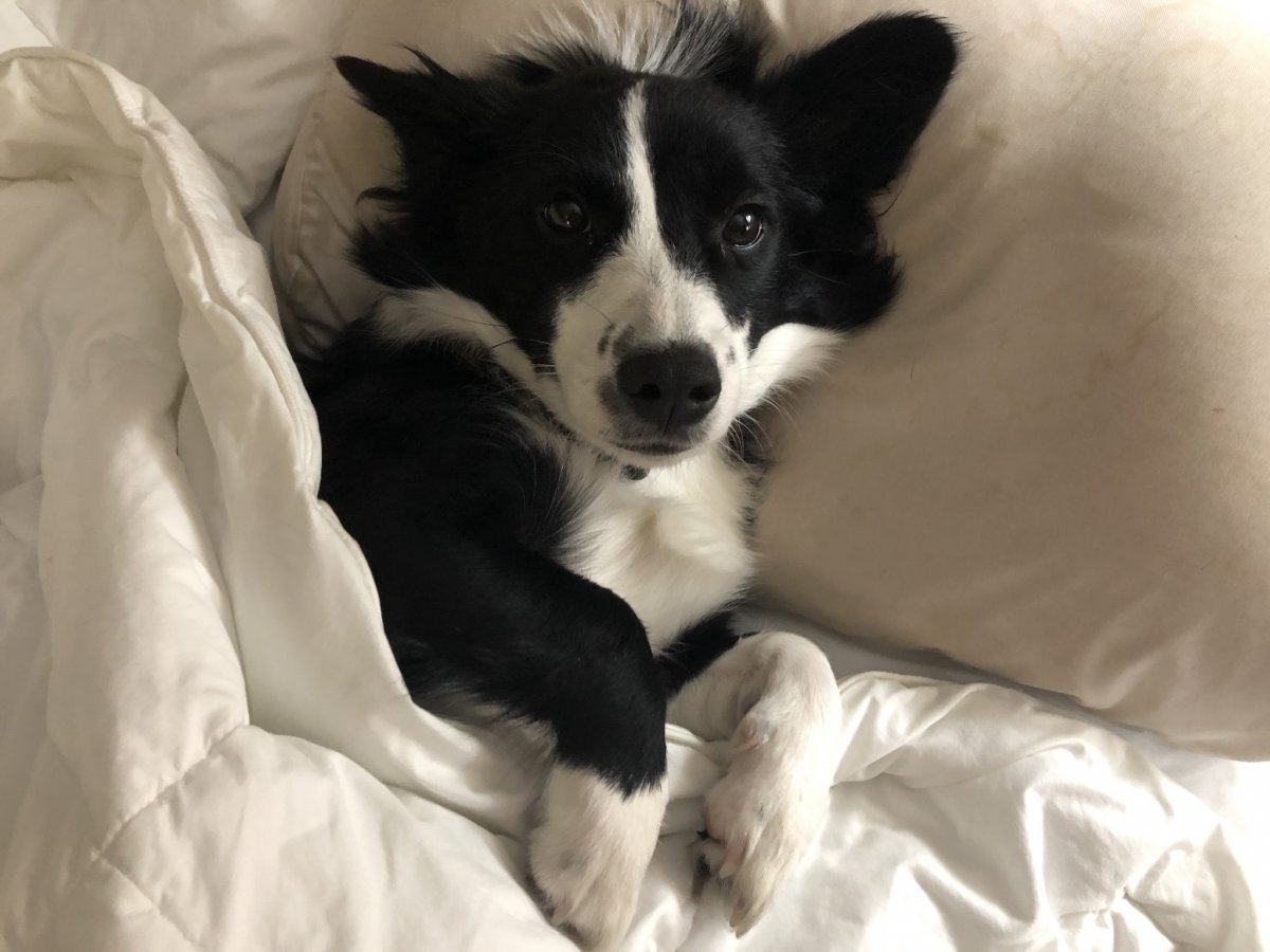 Life with BorderCollie | What are some good dog food brands for a ...