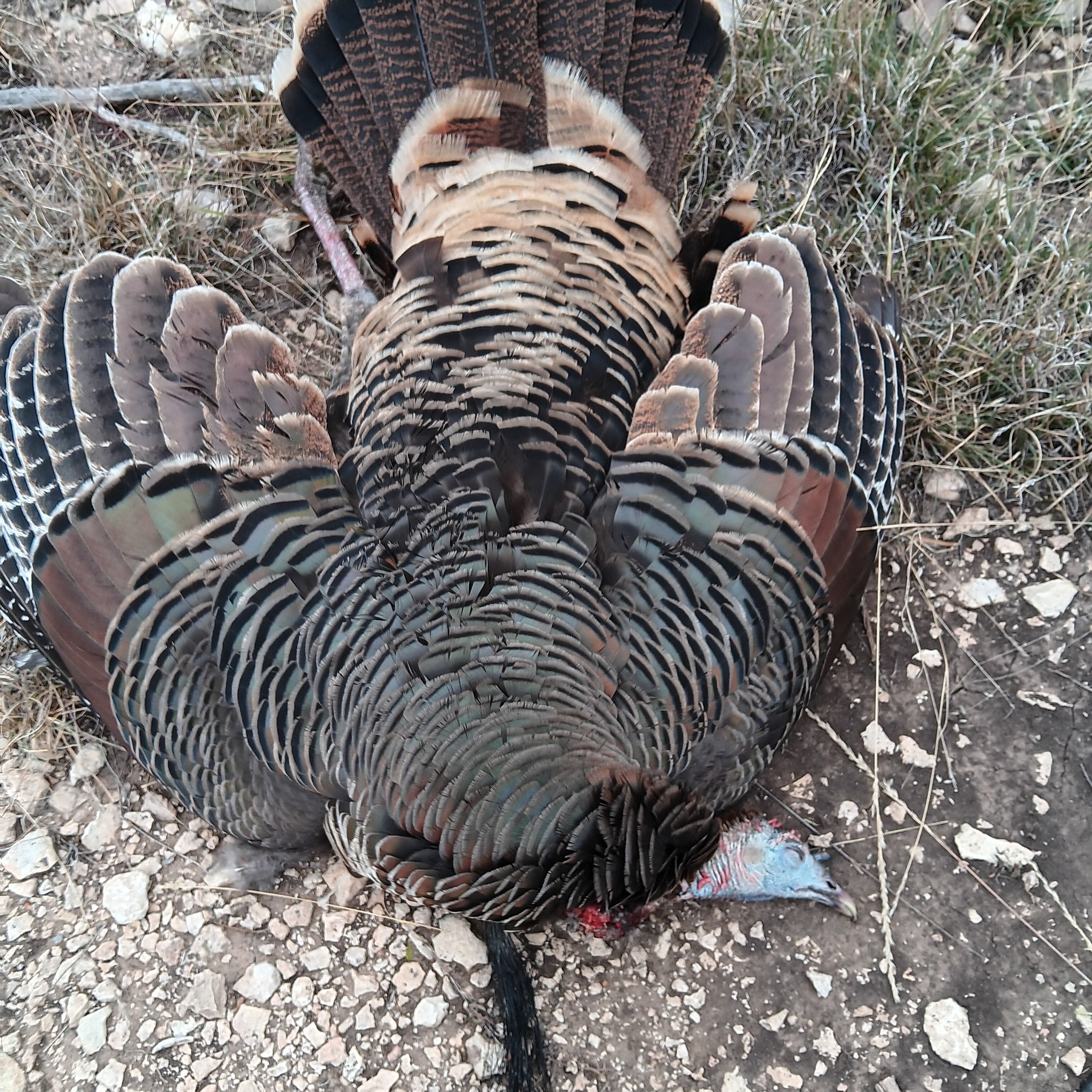 deer-hunting-blinds-and-stands-facebook