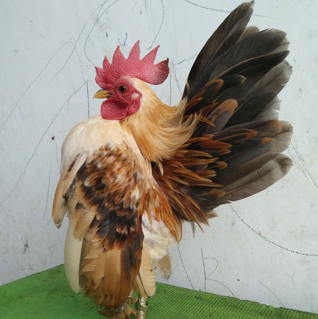 Jsg Breeder Line