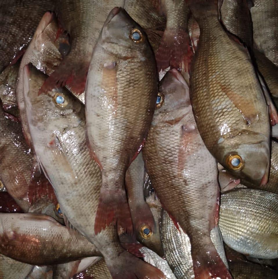 Al insaf Fresh Fish | A`ali