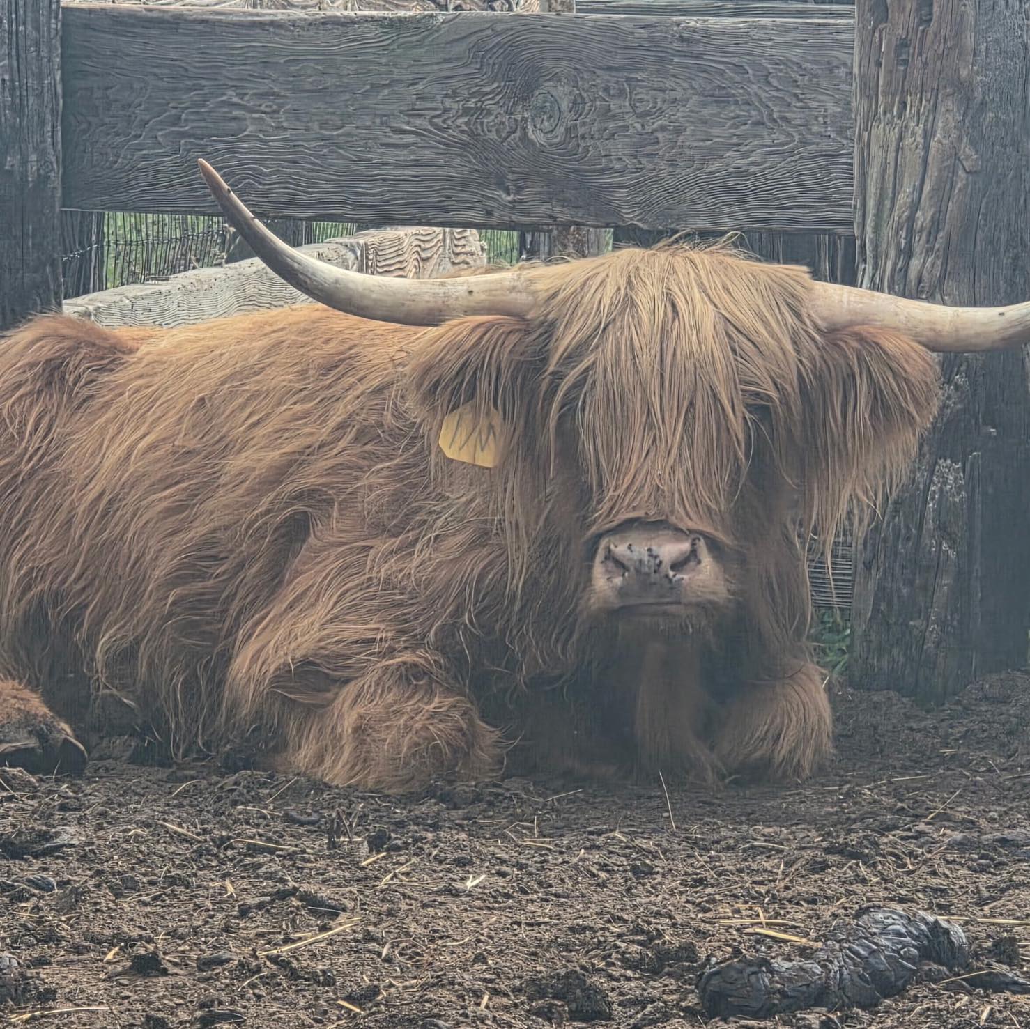 NC River Ranch mini fluffy cows, horses, ponies, boarding and layovers ...