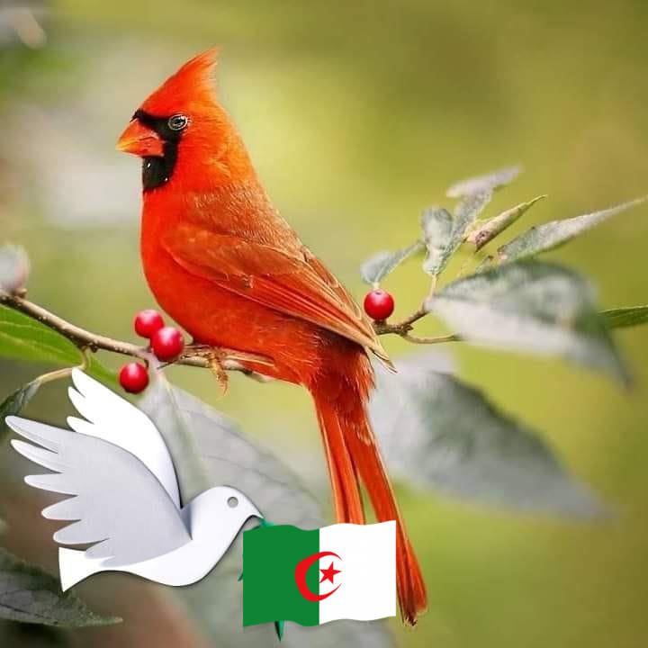 يا سر عبد الرؤوف