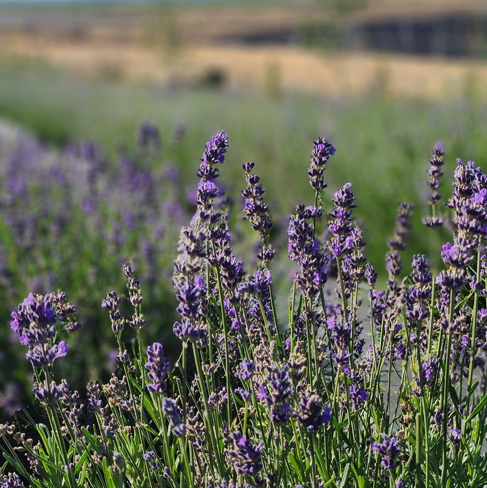 Del Sol Lavender Farm | Benton City WA