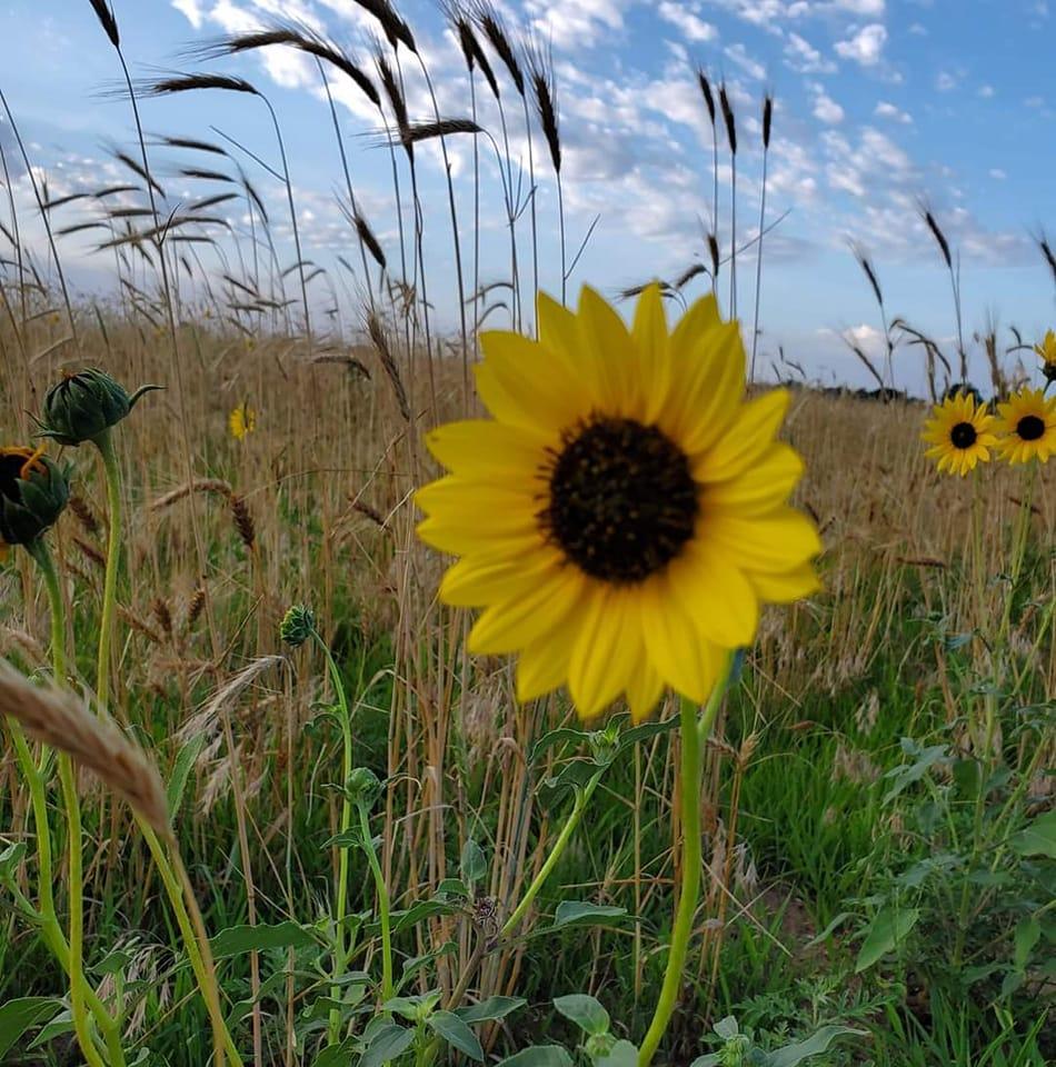 Dandelion Ranch