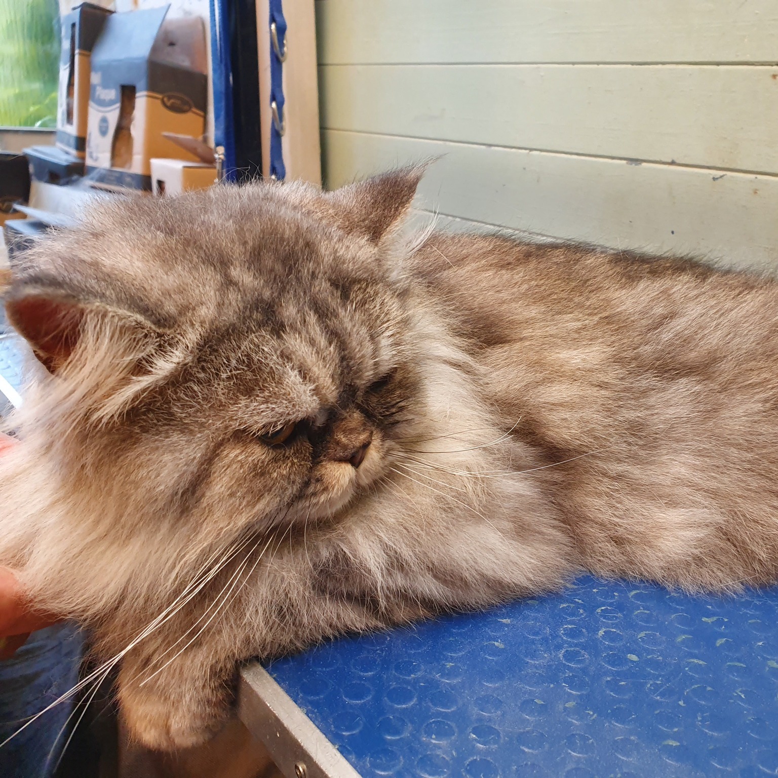 Picture of Purrfect Cat Groomers Sheffield